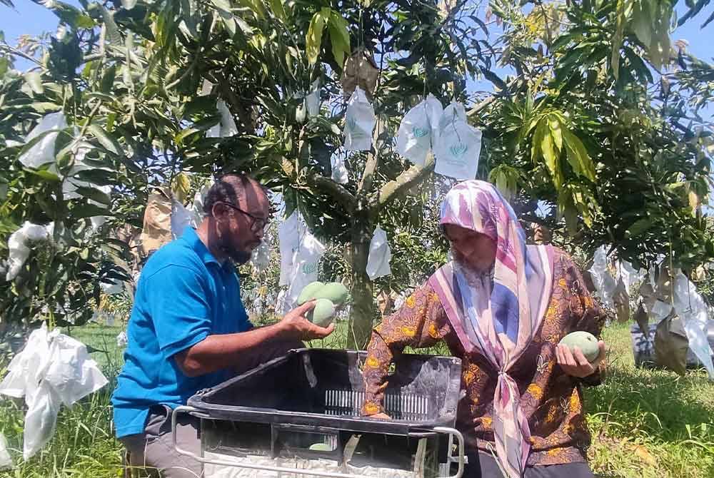 Anak dan menantu kepada Ahmad iaitu Rosmadi Ahmad, 47, (kiri) dan Murni Othman, 37, memetik mangga harumanis di Kampung Pida 7, Kubang Pasu pada Selasa.