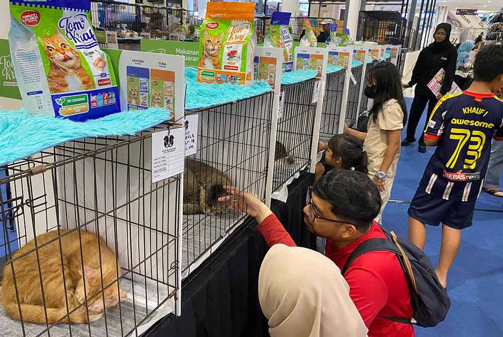 Kucing jalanan yang diselamatkan dan dirawat dipamerkan untuk tujuan mendapatkan keluarga angkat baharu.