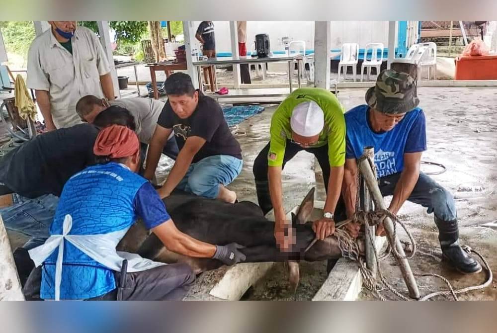 Perkhidmatan menyembelih dan melapah yang dikendalikan oleh petugas bertauliah dan berpengalaman turut disediakan.