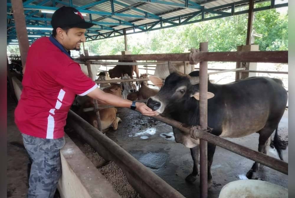 Mohamad Alias memberi makan kepada salah seekor lembu ternakannya di ladang mereka di Batu 13 Jalan Sintok di sini pada Selasa.