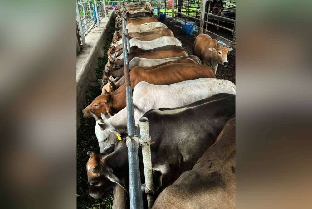 Lembu untuk ibadah korban ditawarkan pada harga bermula RM5,300.
