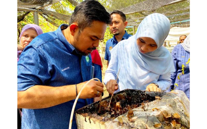 Manndzri (kiri) melihat secara dekat sarang lebah madu kelulut yang diternak oleh Nur Izzatie semasa mengadakan lawatan kerja di mukim Ketereh, Kota Bharu, Kelantan pada Isnin.