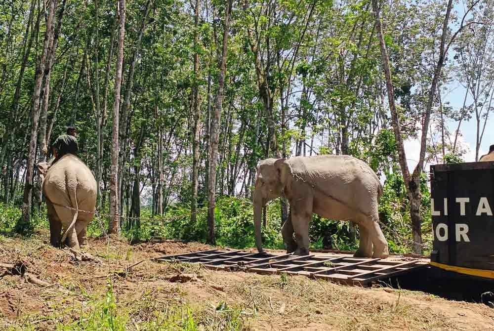 Operasi pemindahan yang bermula jam 9 pagi pada Rabu berjalan lancar melibatkan 43 anggota Unit Tangkapan Gajah (UTG) Perak dan Pusat Konservasi Gajah Kebangsaan (PKGK) Kuala Gandah. Foto Perhilitan Perak