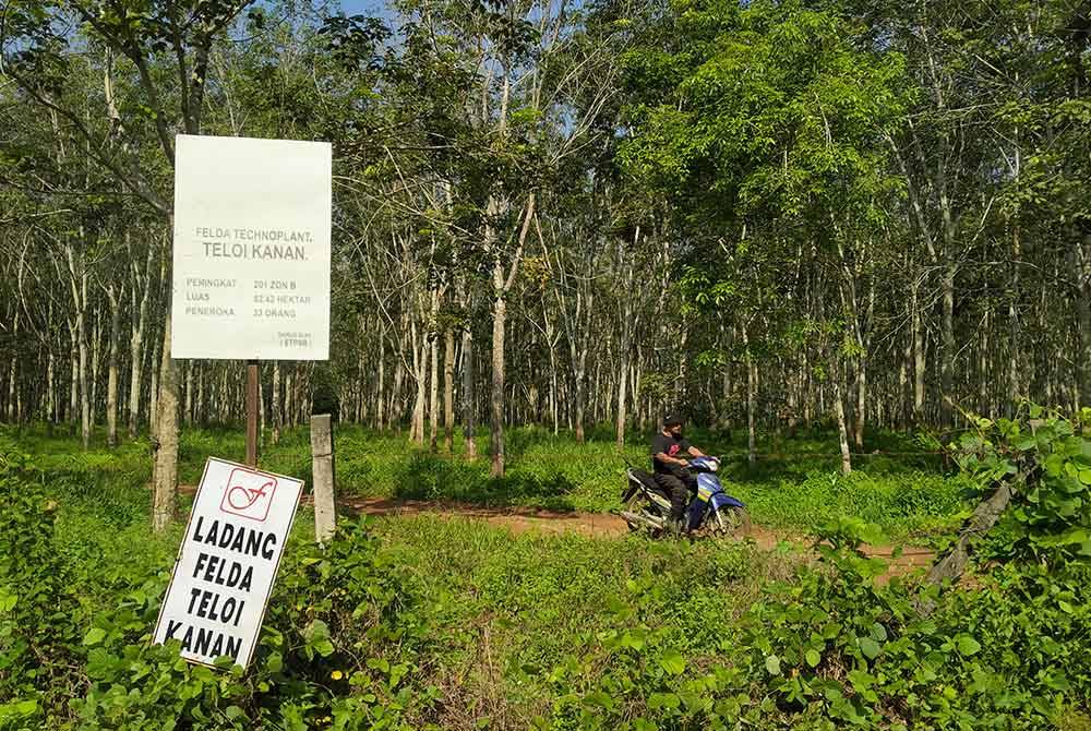 Kawasan Felda Teloi Kanan yang dikelilingi kebun getah.