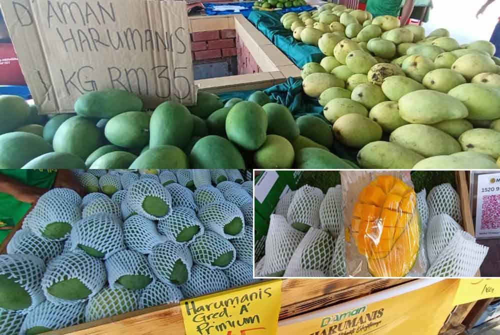 Mangga Harumanis D’Aman dijual antara RM35-RM45 mengikut gred buah. Harga bergantung pada gred buah yang ditawarkan.