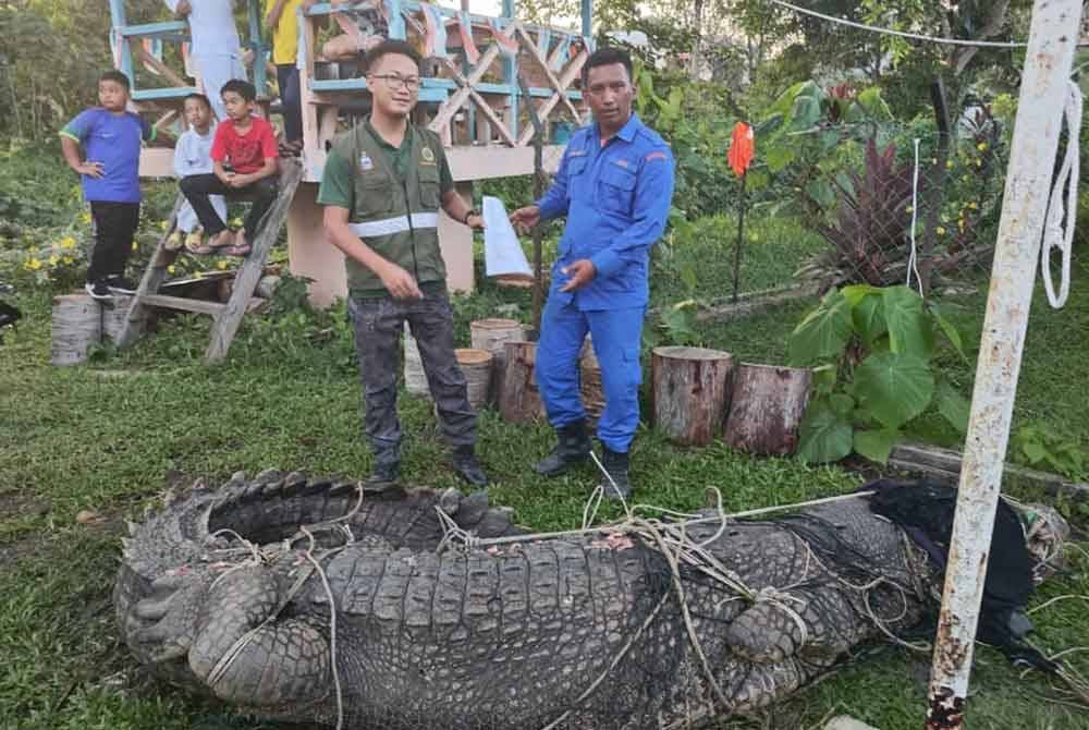 Buaya tembaga yang berjaya ditangkap diserahkan APM kepada JHL Lahad Datu.
