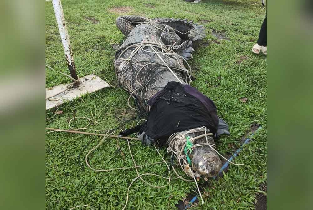 Buaya jantan itu ditangkap selepas tersangkut pada pukat penduduk kampung