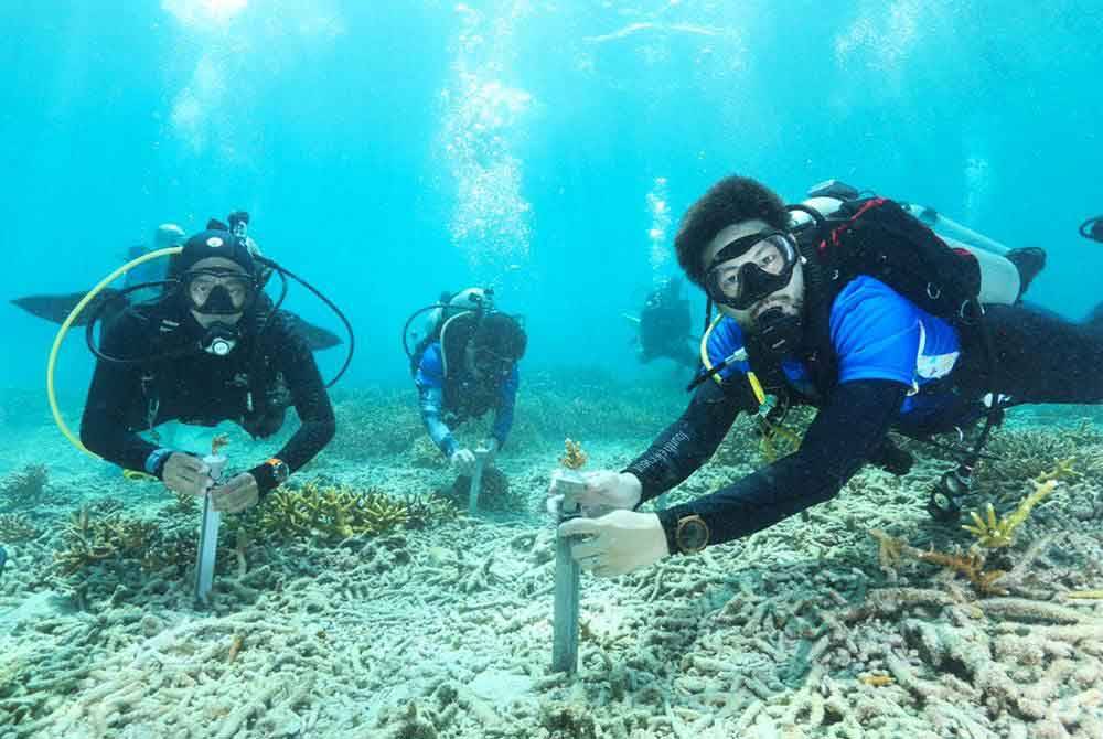 Kira-kira 1,000 karang ditanam di Pulau Bidong sempena Ekspedisi Pemuliharaan Karang sempena sambutan Hari Laut Sedunia yang disambut pada 8 Jun tahun lalu. Foto UMT