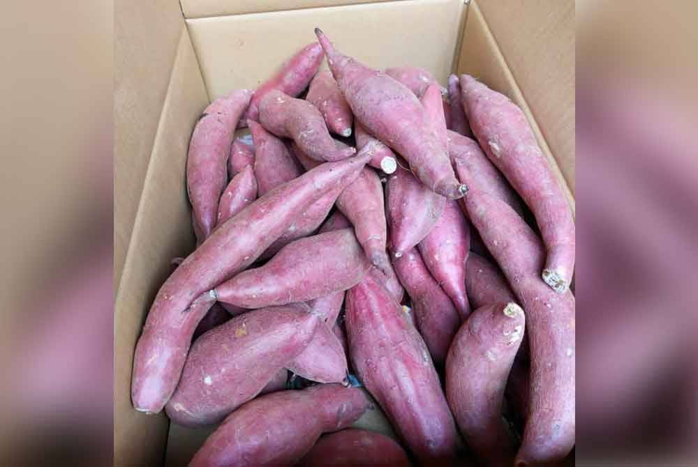 Maqis Kedah merampas ubi keledek di pintu masuk Bukit Kayu Hitam pada Jumaat.