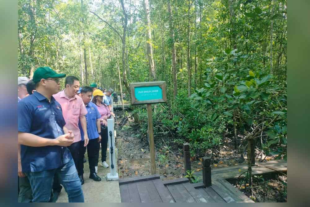 Tian Soon (depan) melihat plot tanaman bakau di Taman Negara Johor Pulau Kukup pada Sabtu.
