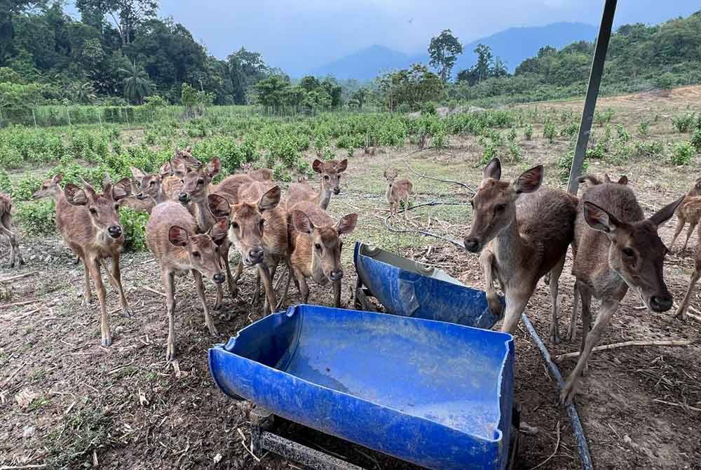 Ladang Rusa Sadang yang memberi pengalaman kepada pengunjung memberi makanan kepada haiwan di situ.