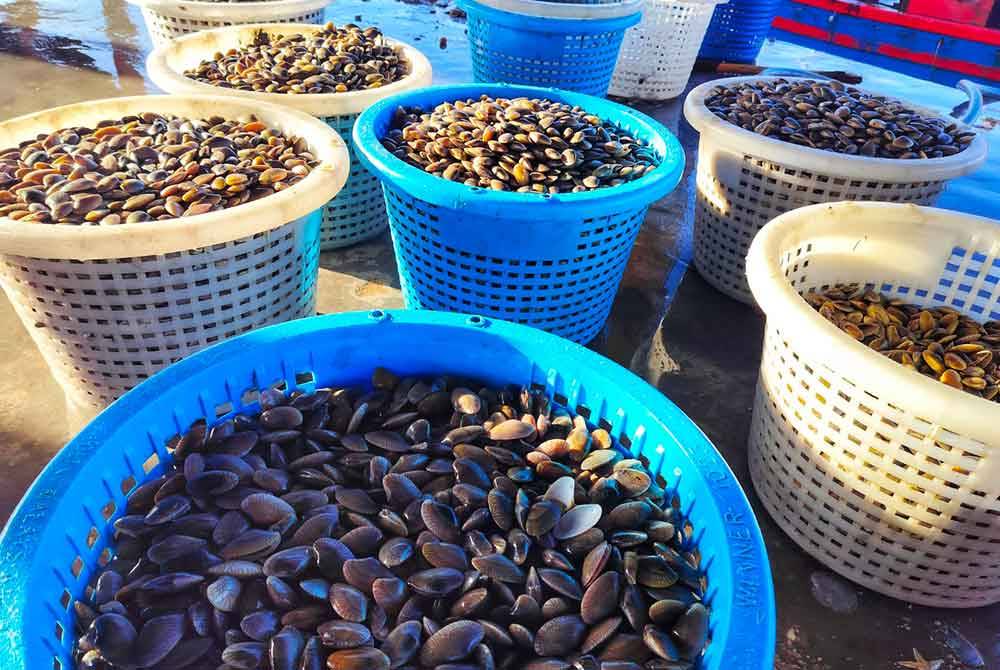 Siput retak ribu dijual pada harga RM4 sekilogram di Jeti LKIM Kuala Sala.