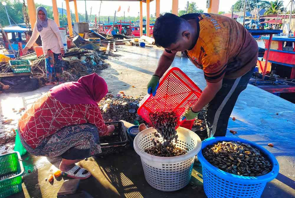 Pekerja sedang mengasingkan hasil siput dan cengkerang yang dibawa balik oleh bot nelayan.