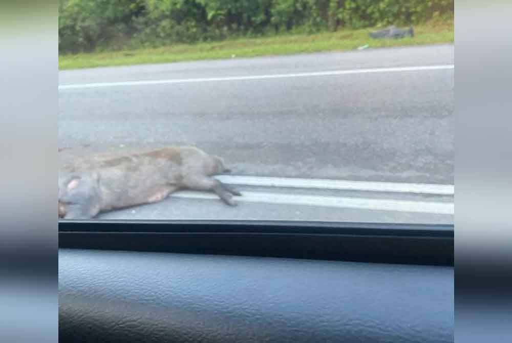Mangsa terlanggar beberapa ekor babi hutan yang bergelimpangan mati di tengah jalan.