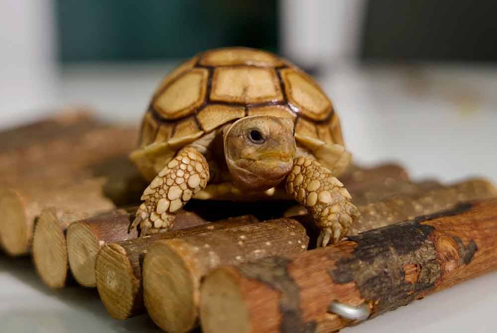 Muhammad sanggup berbelanja lebih RM100,000 bagi membeli 31 ekor kura-kura darat untuk dijadikan haiwan peliharaan.