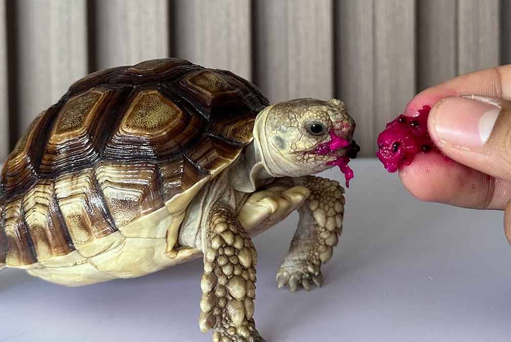 Muhammad sanggup berbelanja besar untuk menyediakan makanan untuk haiwan itu setiap hari. Foto Bernama