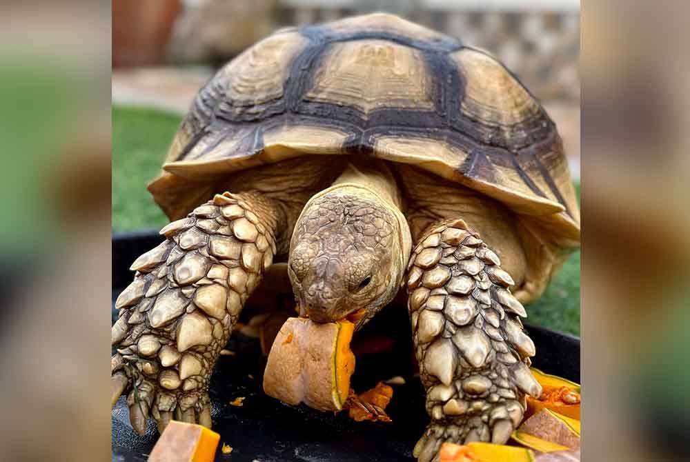 Kura-kura daratnya itu terdiri daripada 24 ekor Sulcata baka African Spurred Tortoise, enam spesis Leopard Tortoise dan seekor jenis Indian Star Tortoise yang berusia dari sebulan hingga 35 tahun. Foto Bernama