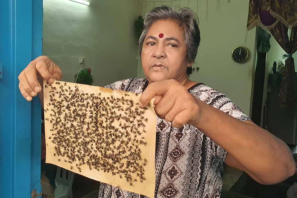 Sivapakiam menunjukkan perangkap lalat yang digunakan di dalam rumahnya setiap hari.