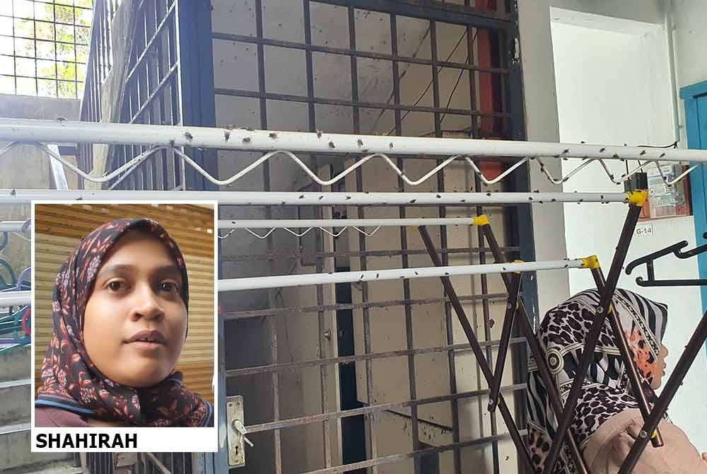 Besi penyidai baju turut dihinggapi lalat .