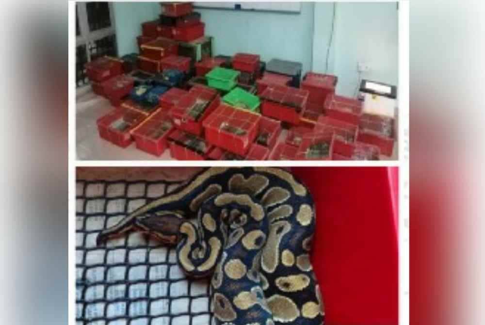 Antara hidupan liar yang dirampas.