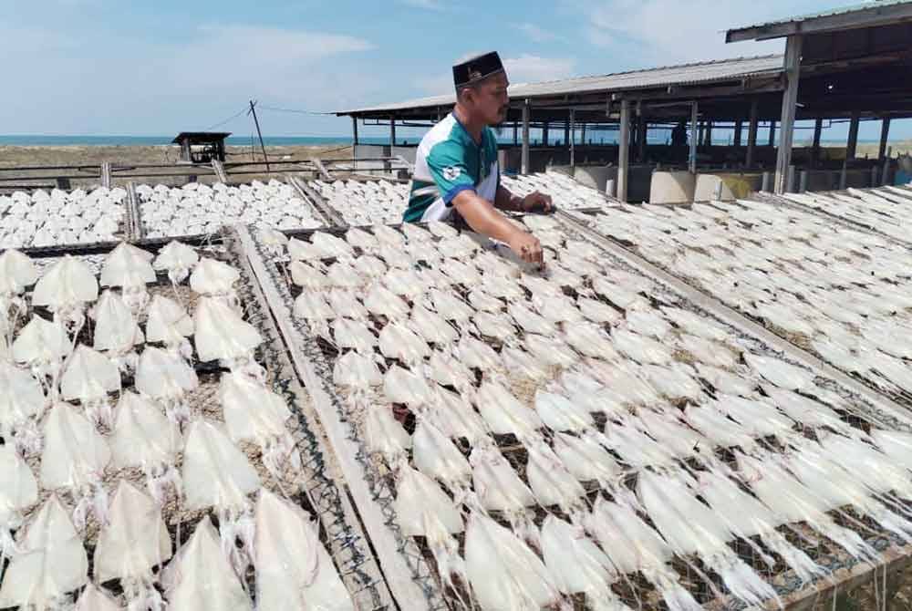 Fazil Zabidi menyusun sotong-sotong untuk dikeringkan di bengkel pemprosesan sotong di Kampung Air Tawar, Besut.