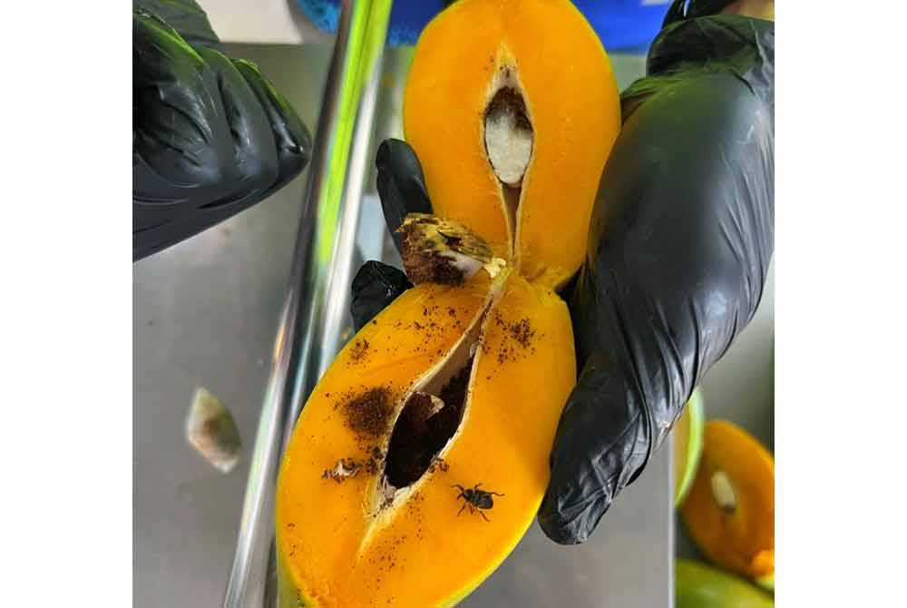 Maqis Kelantan merampas mangga dari negara jiran bernilai RM26,000 selepas dikesan mempunyai serangga perosak.