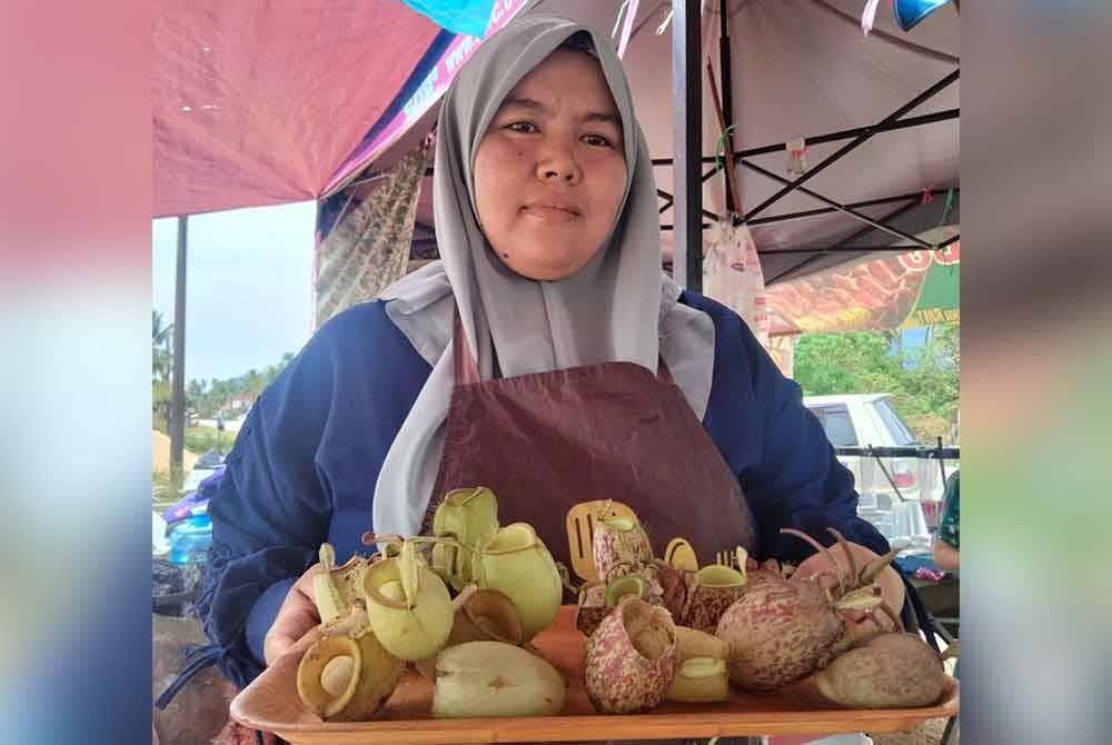 Zarina menunjukkan tumbuhan periuk kera yang diambil di hutan di Setiu