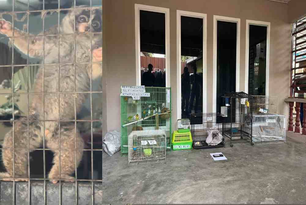 Spesies disyaki kongkang dan pelbagai spesies burung dilindungi yang dirampas menerusi Op Bersepadu Khazanah di sebuah kediaman di Nibong Tebal, Pulau Pinang, Ahad lalu.