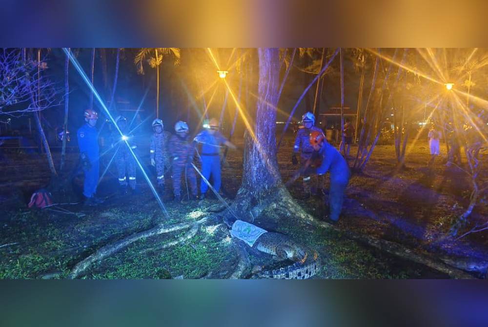 Sepasukan bomba melakukan operasi menangkap buaya tersebut sebelum diserahkan kepada JHL Sabah.