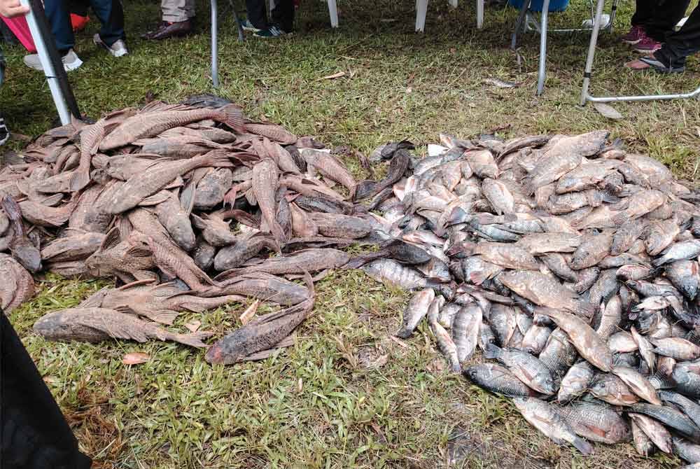 Timbunan ikan bandaraya dan tilapia yang ditangkap dalam tempoh dua jam di Sungai Kuyoh, Bukit Jalil, pada Ahad.