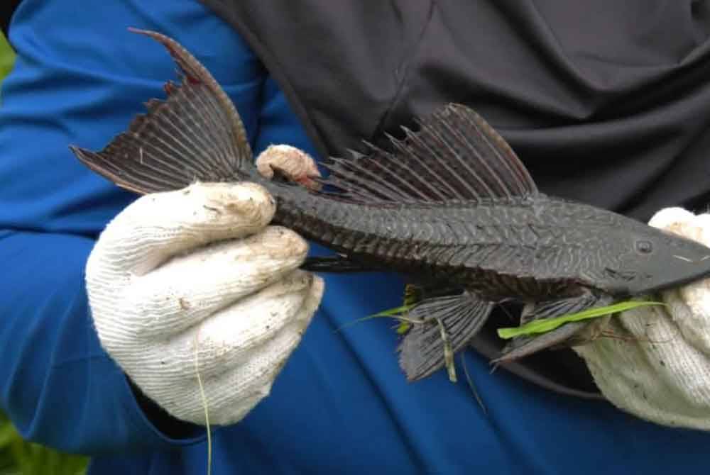 Ikan bandaraya atau pleco yang ditangkap di Sungai Kuyoh, Bukit Jalil di Kuala Lumpur pada Ahad.