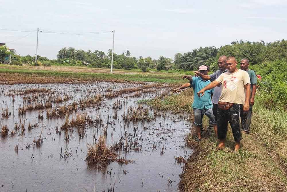Pesawah menunjukkan kawasan sawah yang masih ditakungi air.