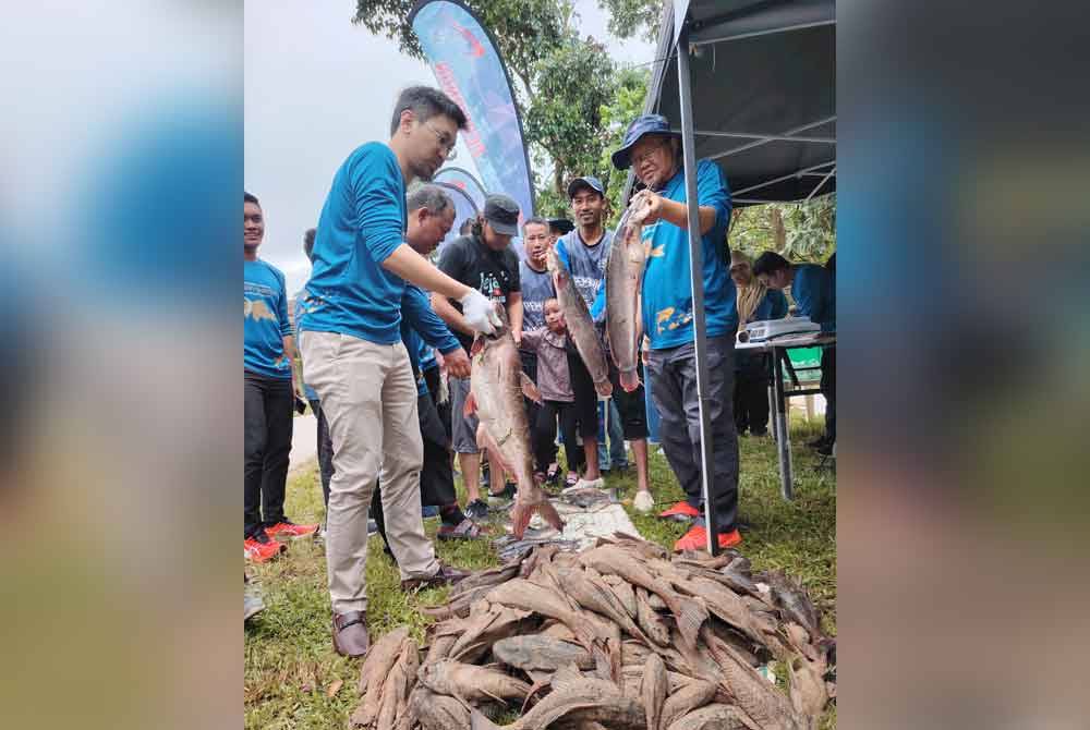 Adnan (kanan) menunjukkan keli Afrika yang berjaya ditangkap menggunakan kaedah menjala di Sungai Kuyoh, Bukit Jalil pada Ahad.