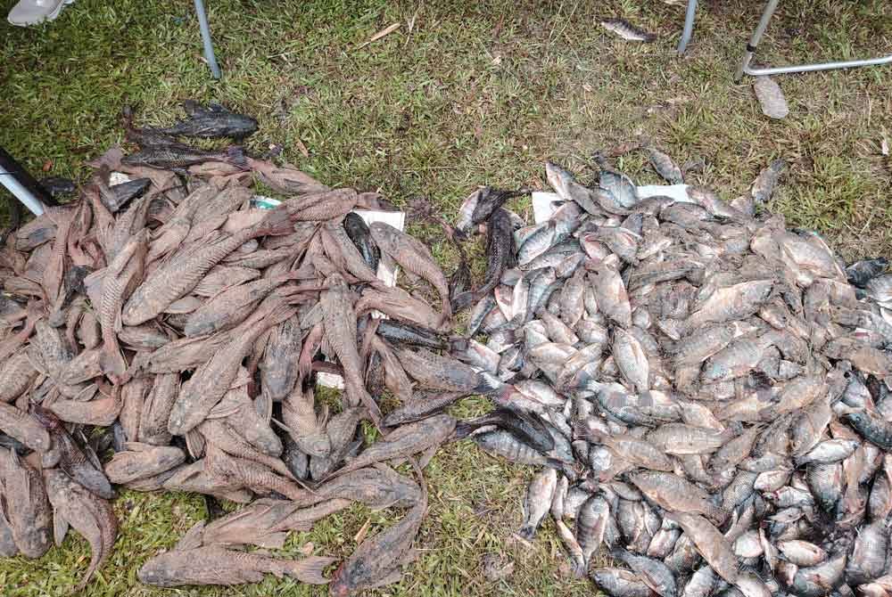 Spesies invasif iaitu ikan bandaraya dan ikan tilapia yang ditangkap DOF dengan kerjasama komuniti di Sungai Kuyoh, Bukit Jalil, pada Ahad.