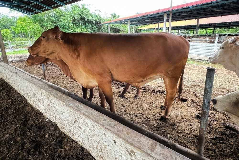 Lembu Charolais seberat 660 kg ditawar pada harga RM 10,000 untuk ibadah korban.