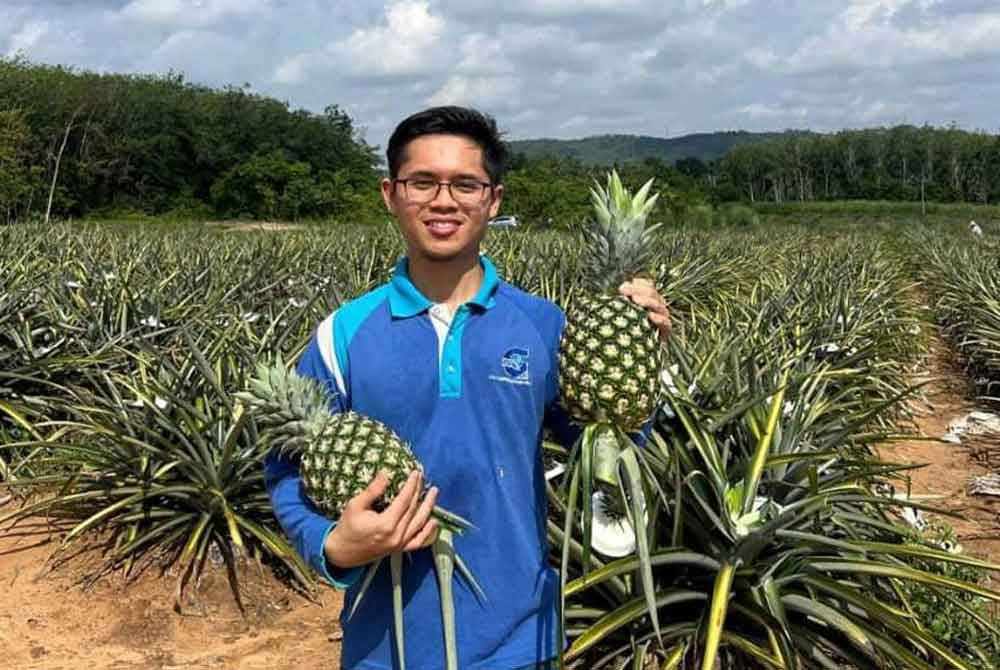 Buah nanas MD2 dan Yankee antara yang mendapat permintaan tinggi di pasaran.