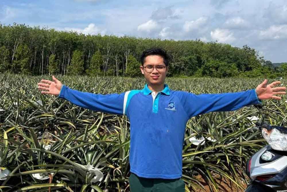 Hafizuddin menunjukkan ladang nanas miliknya di Changlun yang akan diperluaskan lagi sehingga tiga hektar.
