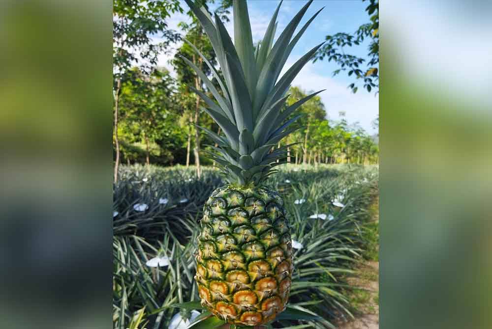 Nanas mendapat permintaan tinggi di pasaran.