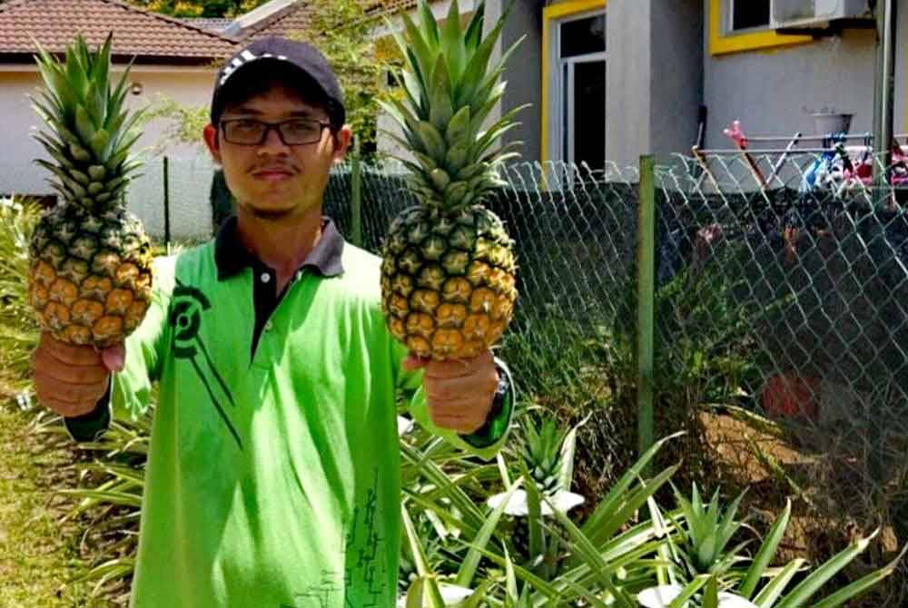 Bermula dengan menanam di sekeliling rumah sebagai hobi, Hafizuddin kini bergelar usahawan tani.