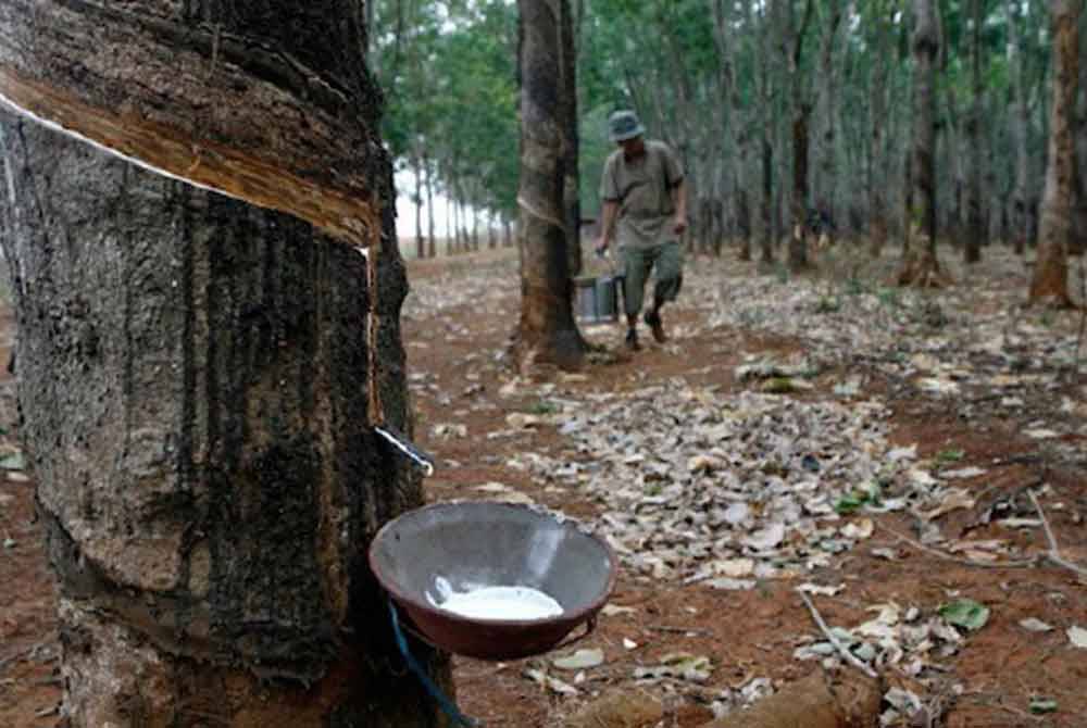 Pekebun memerlukan sekurang-kurangnya 14 hektar ladang getah untuk melayakkan diri menerima subsidi diesel Budi Madani.