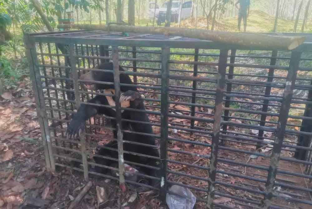 Beruang matahari betina yang masuk ke dalam perangkap yang dipasang Perhilitan Kelantan di Kampung Air Asahan Hulu, di Tanah Merah pada Selasa.