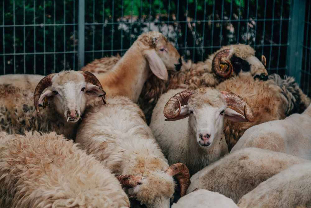 BAGI mereka yang berkemampuan, sempurnakanlah ibadah korban dengan sebaiknya. -Foto: Canva