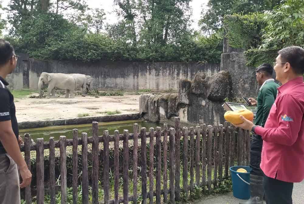 Kok Lim (kanan) turut memberi makan gajah selepas merasmikan Program Jom Melawat Zoo Taiping di Pavilion Zoo Taiping & Night Safari pada Jumaat.