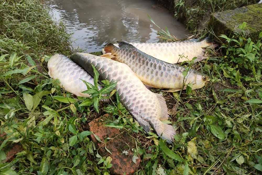 Antara ikan kelisa bersisik emas yang ditangkap.