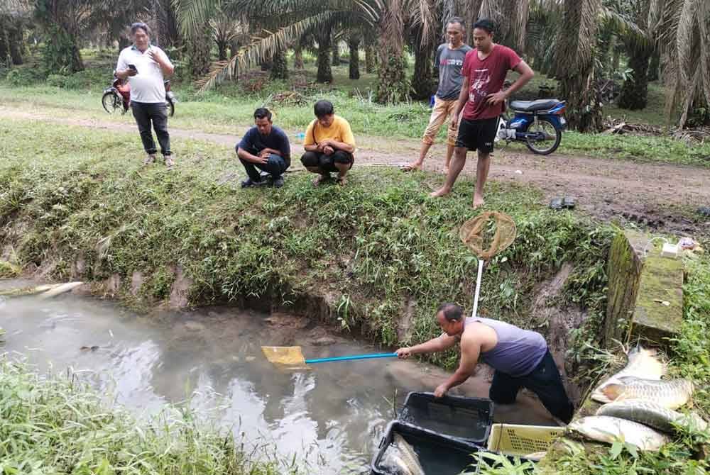 Naz cuba menangkap ikan-ikan kelisa yang memenuhi tali air sebelum dijual kepada peraih.
