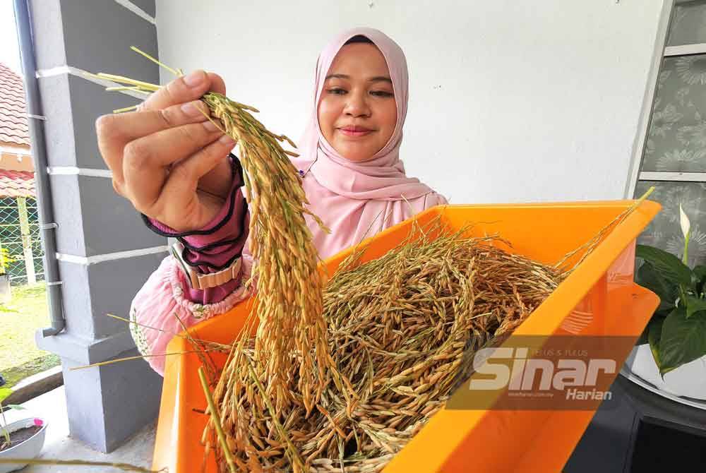 Siti Aai Shah menunjukkan padi yang telah dituai.