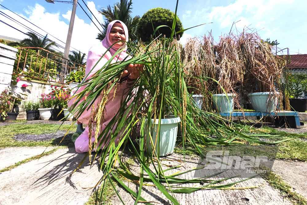 Siti Aai Shah menunjukkan pokok padinya yang ditanam di dalam pasu.