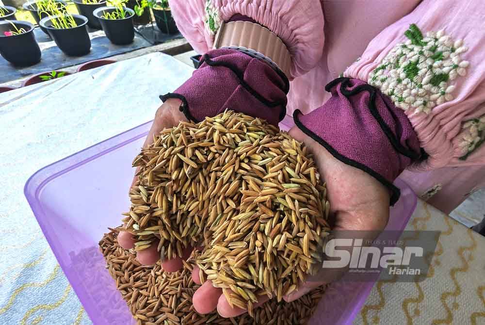 Padi yang telah dileraikan.