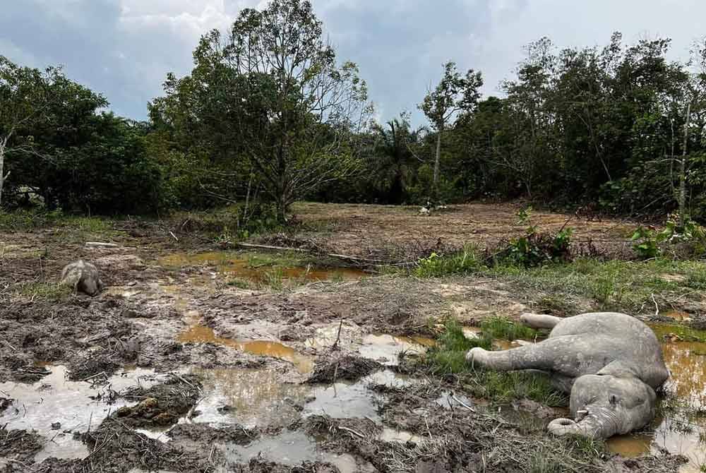 Keadaan bangkai gajah yang ditemui di Kampung Sri Timur, Kahang Kluang, pada Sabtu.