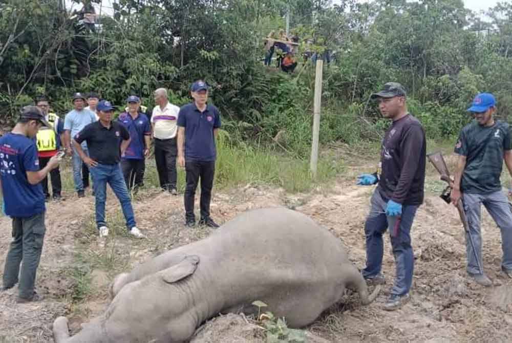 Ting Han (tengah) melihat gajah yang ditemui mati di Kampung Sri Timur, Kahang Kluang, pada Sabtu.